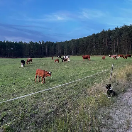W Lesie Nad Rzeka *