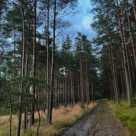 W Lesie Nad Rzeka Rolbik