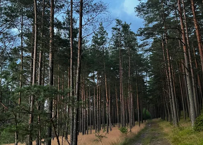 W Lesie Nad Rzeka Rolbik